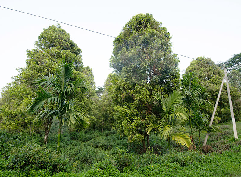 maarji_gallery_img